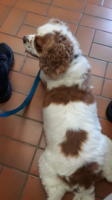 Oceanside Veterinary Hospital Picture 3