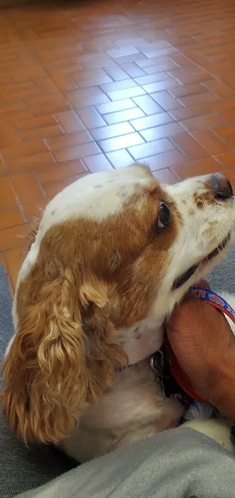 Oceanside Veterinary Hospital Picture 8