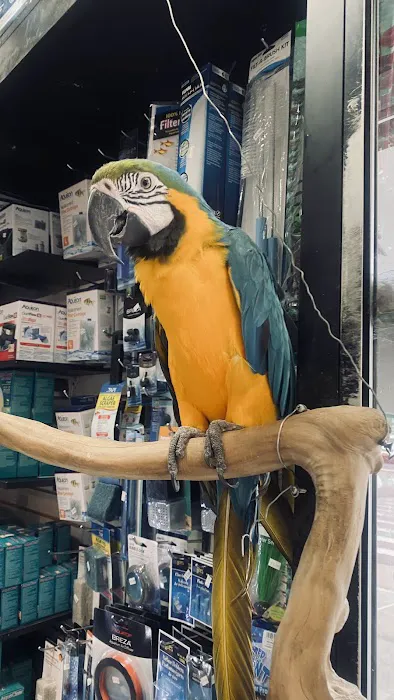 Tropical Pets Picture 8