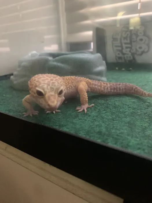 Tropical Pets Picture 6