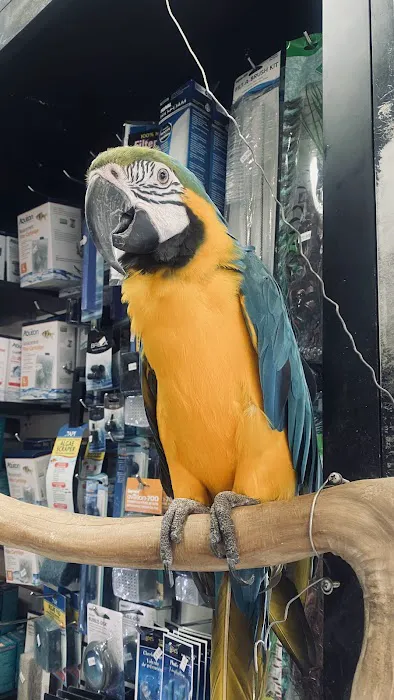Tropical Pets Picture 9
