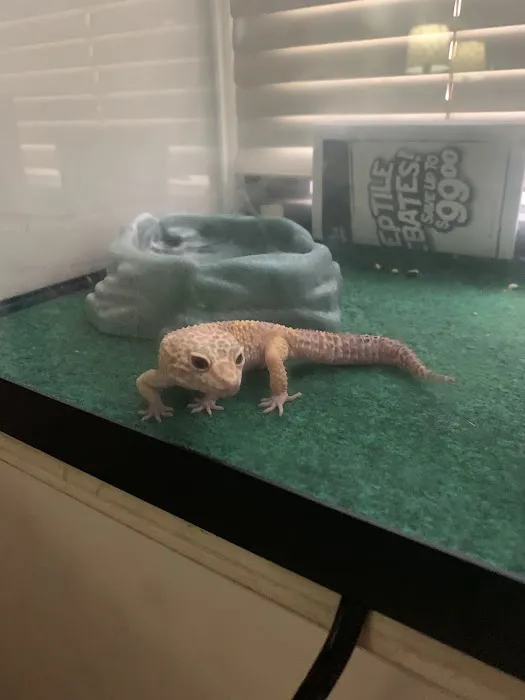 Tropical Pets Picture 4