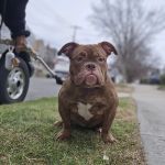 Premier Veterinary Medical Group - Rockville Centre