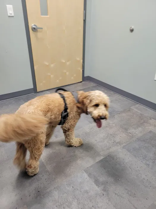 Premier Veterinary Medical Group - Rockville Centre Picture 2