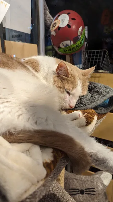 The Pet Market Picture 3
