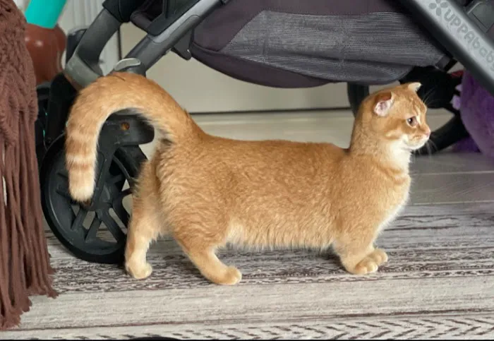 Munchkin Kittens NYC Picture 1