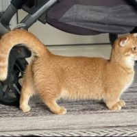 Munchkin Kittens NYC ico