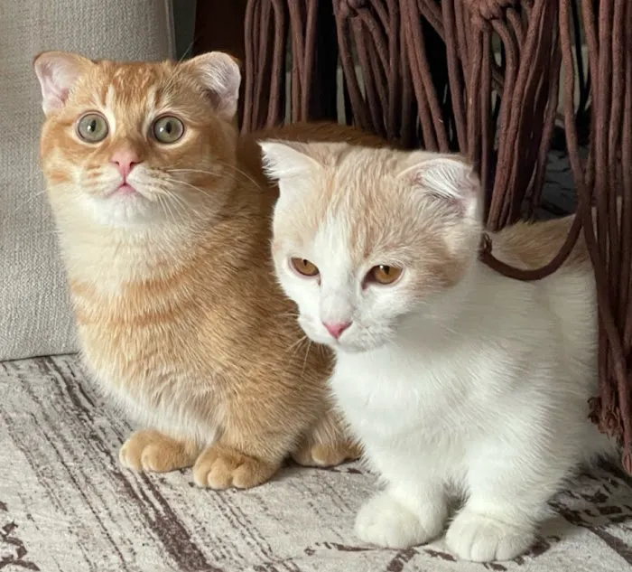 Munchkin Kittens NYC Picture 3