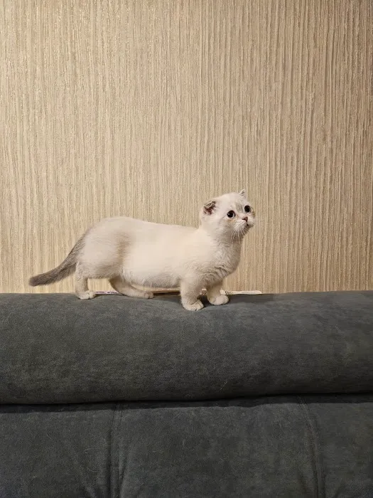 Munchkin Kittens NYC Picture 2