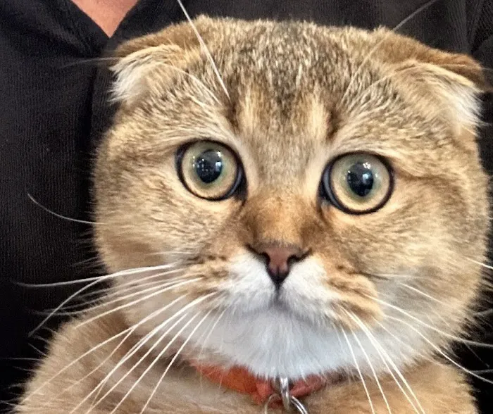 Munchkin Kittens NYC Picture 4