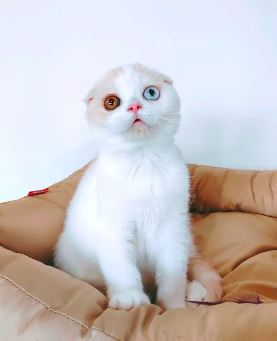 Munchkin Kittens NYC Picture 7