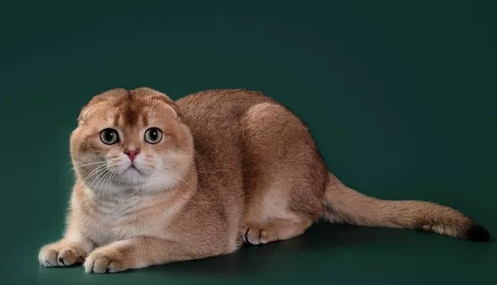 Munchkin Kittens NYC Picture 10