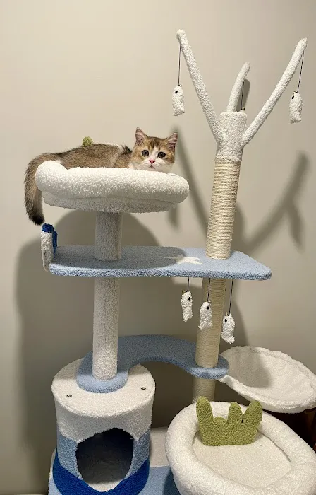 Munchkin Kittens NYC Picture 8