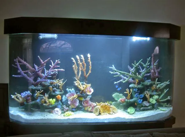 Aquarius Aquariums Picture 3
