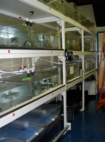 Aquarius Aquariums Picture 5
