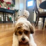 VIP Petcare Vaccination Clinic