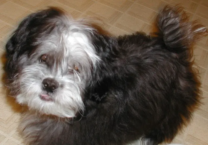 Islandia Animal Hospital Picture 8