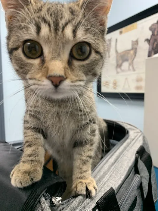 St. Francis Hospital for Animals Picture 4