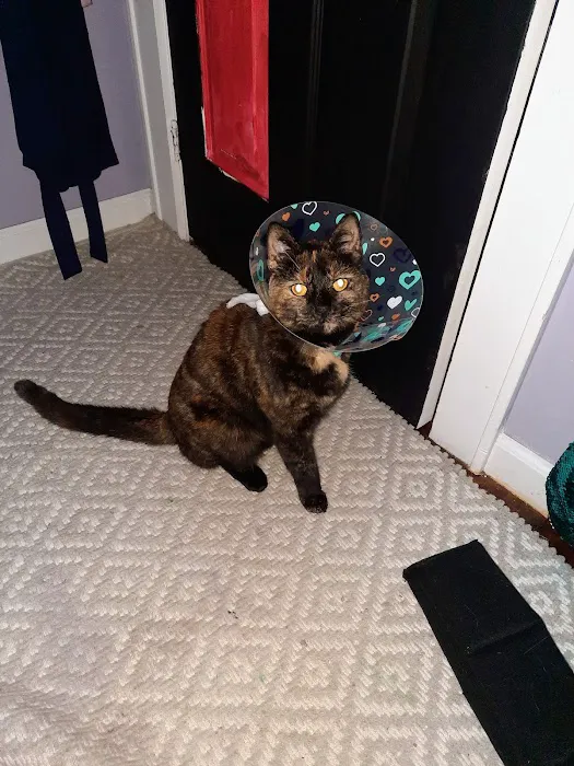 Atlantic Coast New York Veterinary Specialists Picture 9