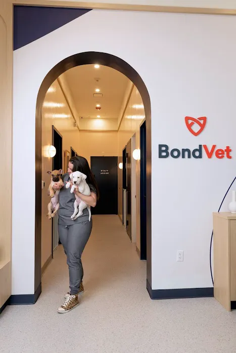 Bond Vet - Garden City Picture 4