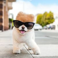 Pet Pouppy Pouch ico