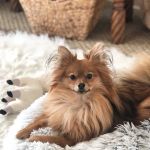 East Norwich Veterinary Clinic