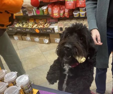 The Pet Market