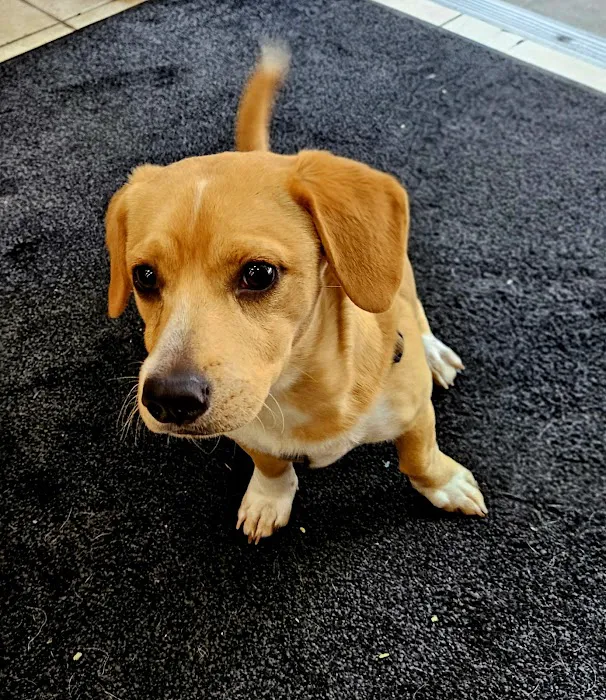The Pet Market Picture 4
