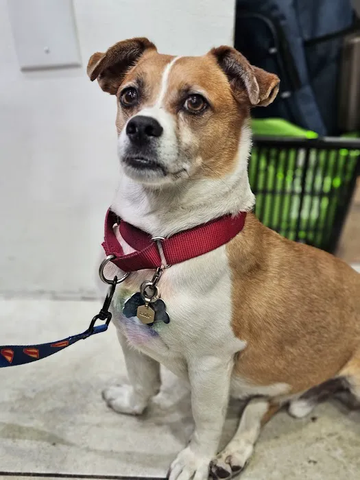 The Pet Market Picture 6