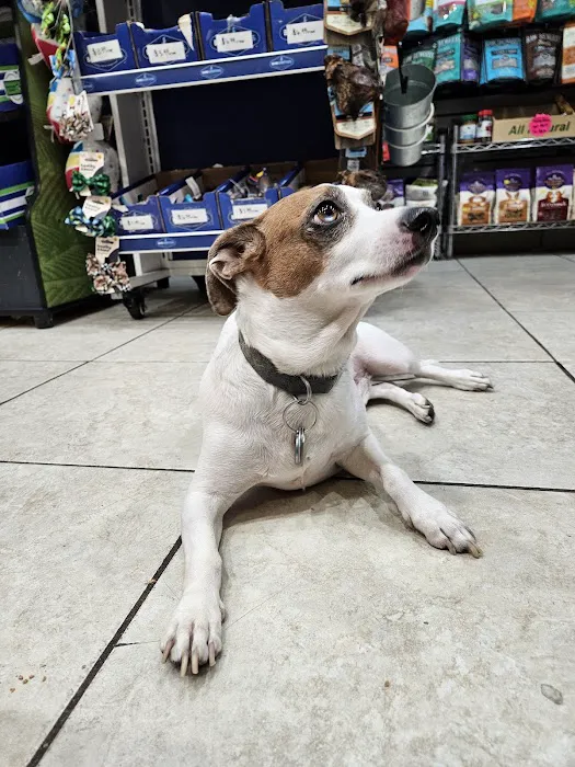 The Pet Market Picture 10