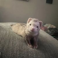 Island Exotic Veterinary Care ico