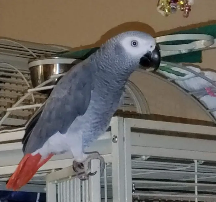 Island Exotic Veterinary Care Picture 5