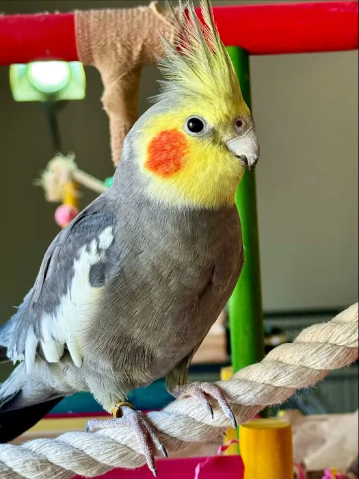 Island Exotic Veterinary Care Picture 4