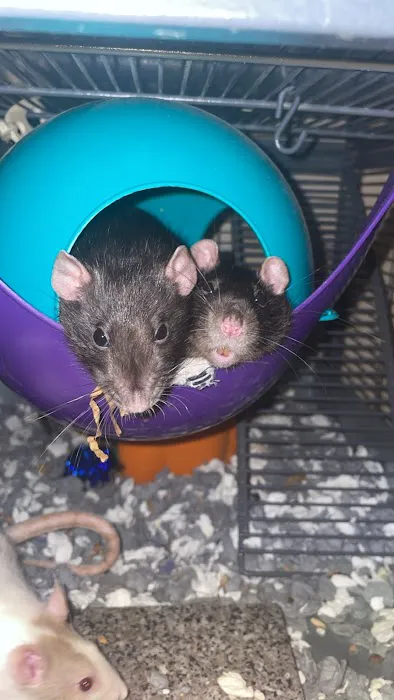 Island Exotic Veterinary Care Picture 6
