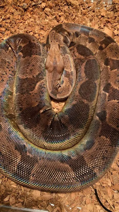 Island Exotic Veterinary Care Picture 10