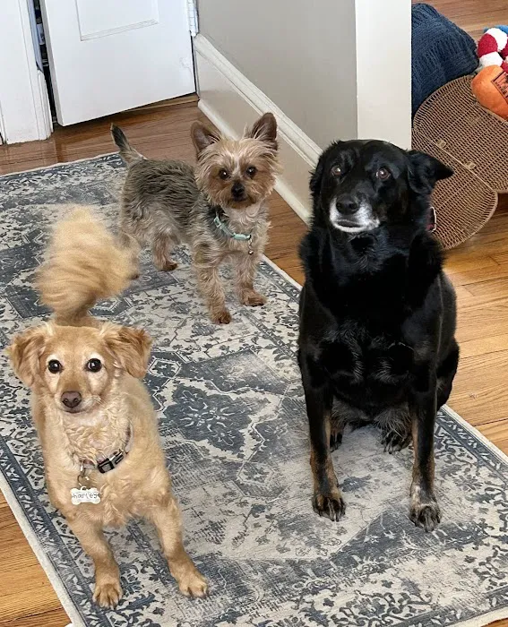 Island Veterinary Group Picture 10