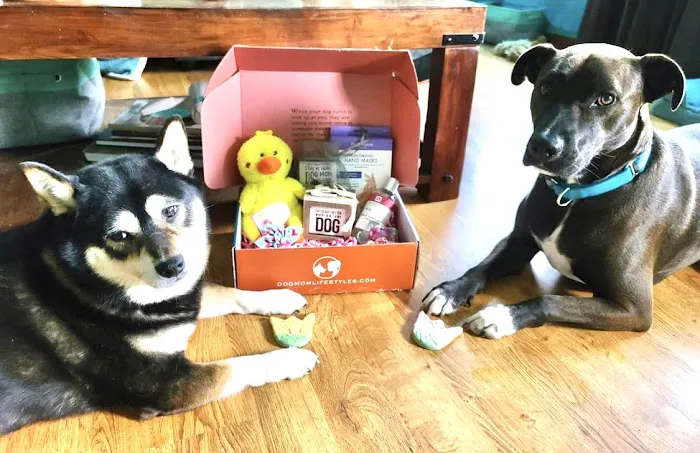 dogmomlifestyles Picture 5