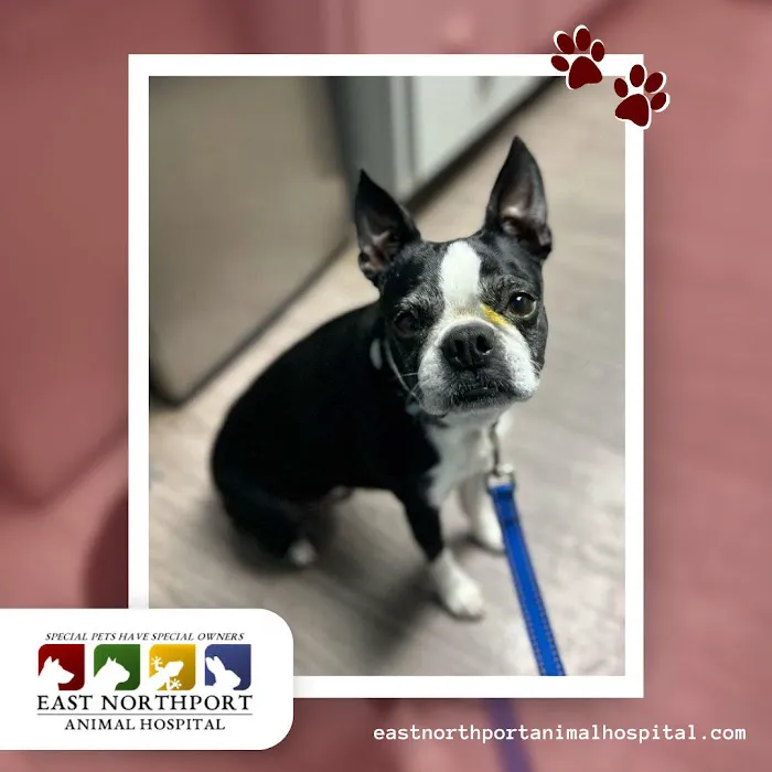 East Northport Animal Hospital Picture 7