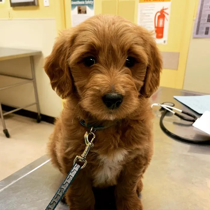 Smithtown Village Animal Hospital Picture 2