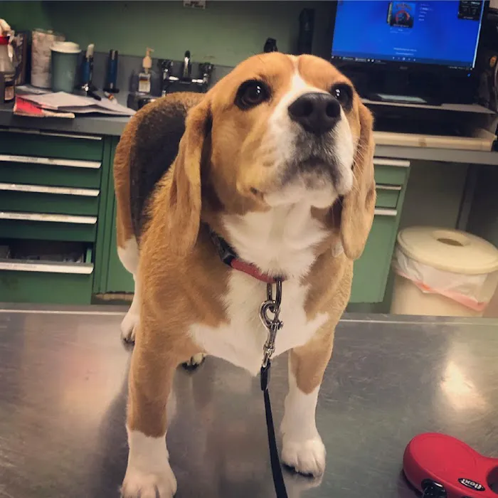 Smithtown Village Animal Hospital Picture 5