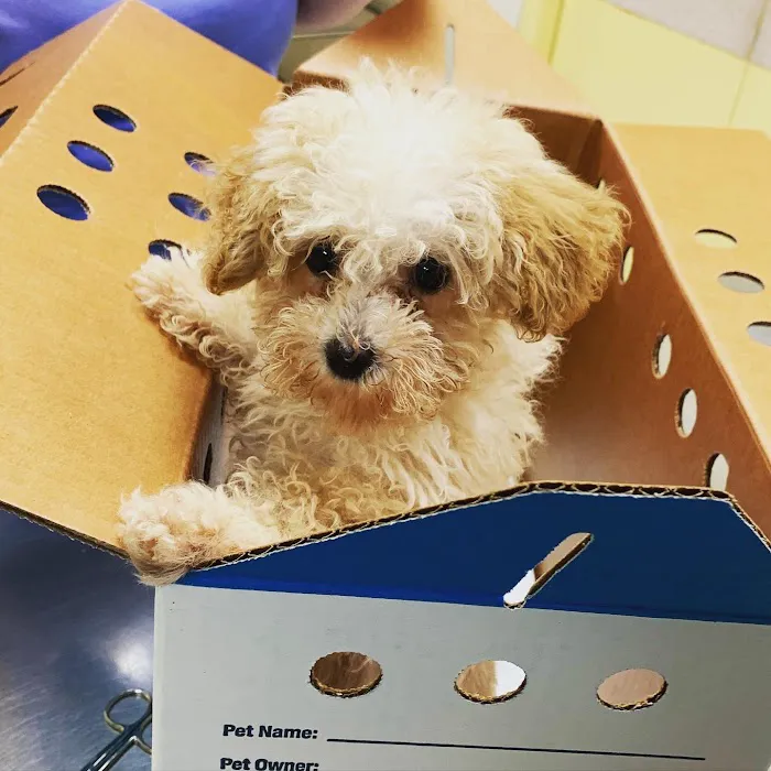 Smithtown Village Animal Hospital Picture 9