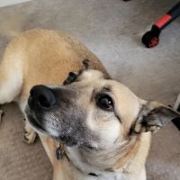Greenlawn Animal Hospital ico