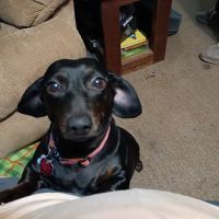 Hilton Hospital for Animals ico