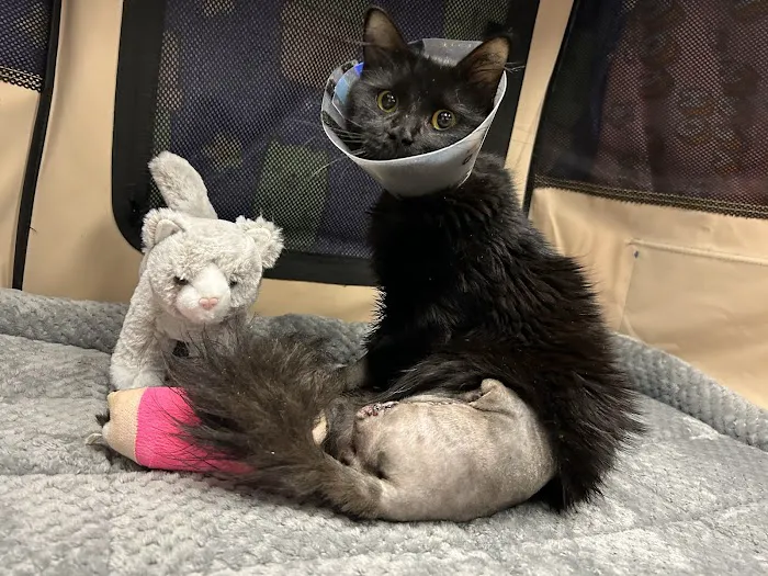 Animal Surgical Center Picture 1