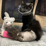 Animal Surgical Center