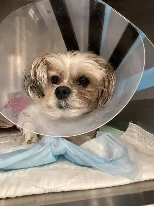 Animal Surgical Center Picture 2