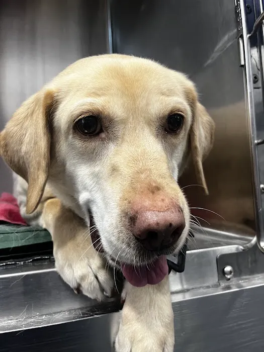 Animal Surgical Center Picture 5