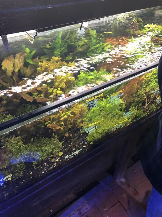 Pacific Aquarium & Plant Picture 9