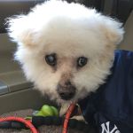East Rockaway Veterinary Hospital