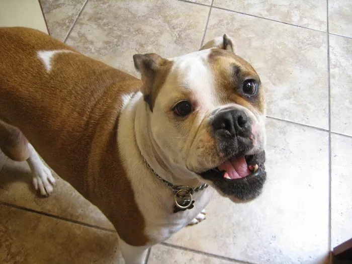 East Rockaway Veterinary Hospital Picture 8